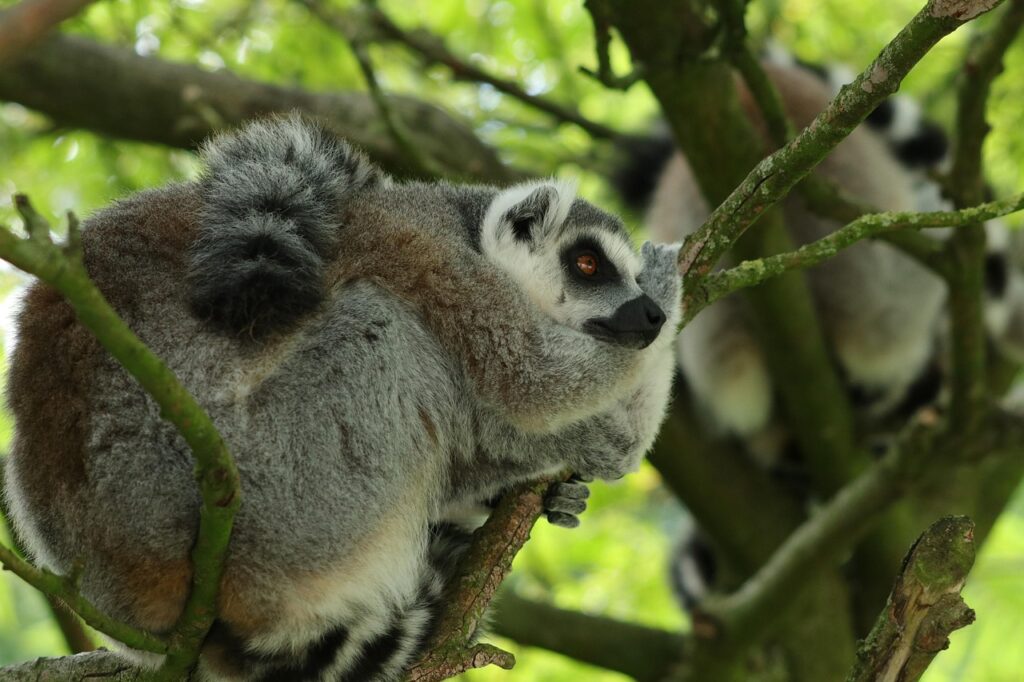 Madagascar