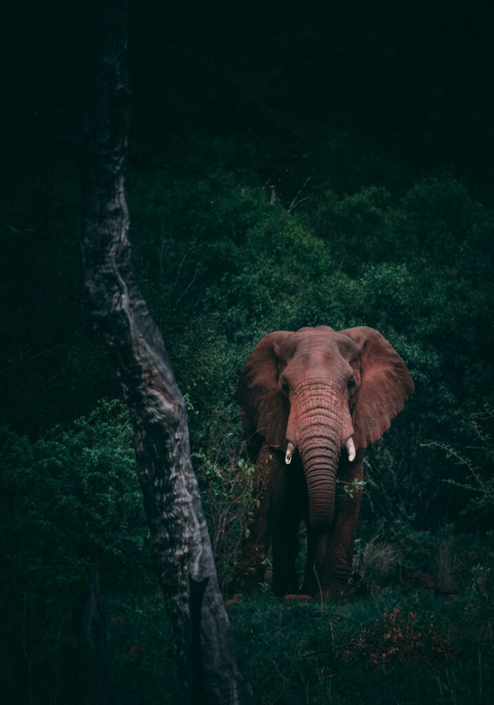 Zambia